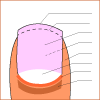 Anatomía de las uñas